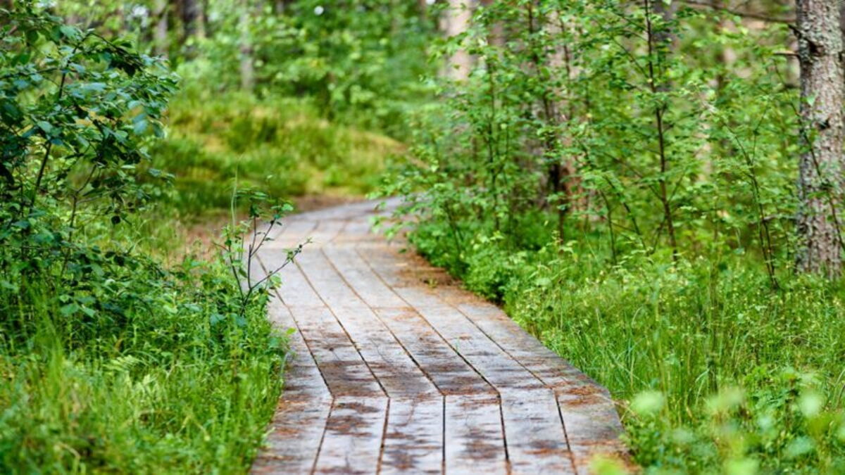 Do Plants Have Consciousness? Scientists Weigh In