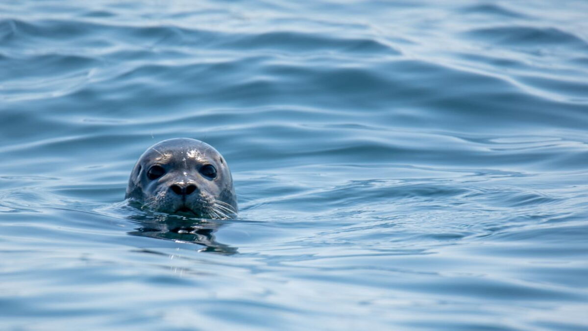 Watch Bizarre moment a seal slapped a kayaker with an octopus