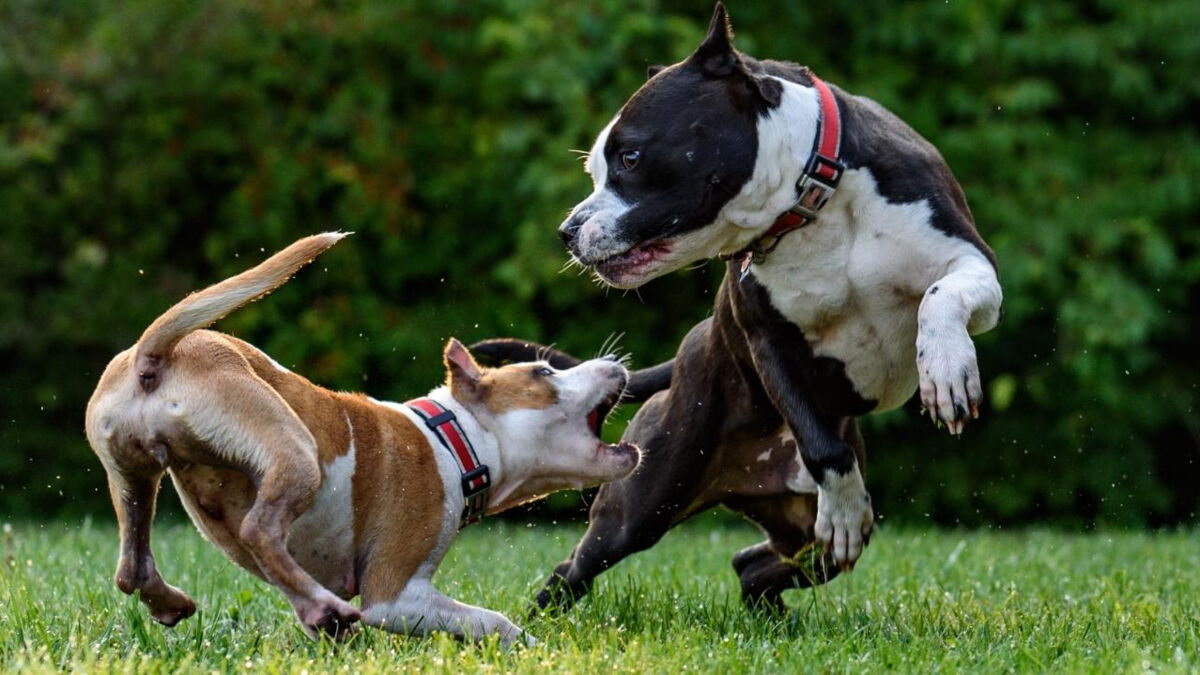 Animal attack Dog viciously kills 10yearold boy