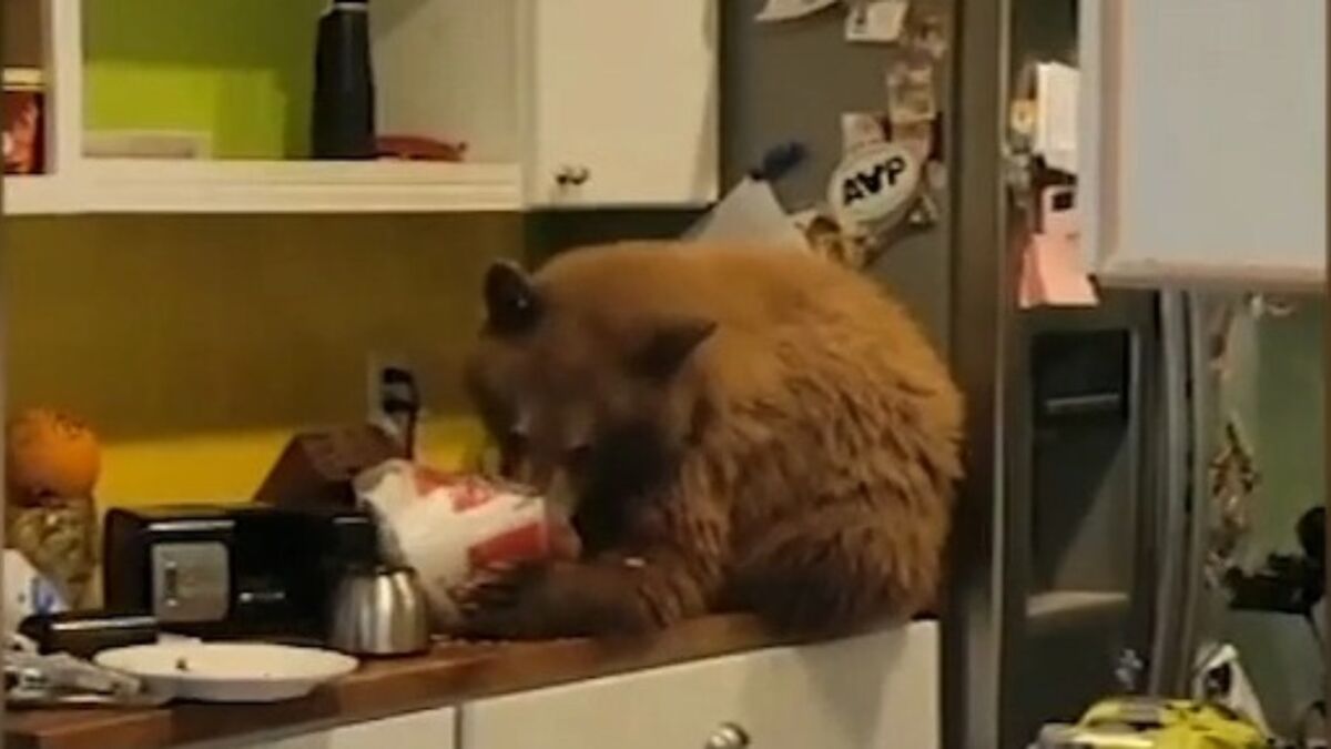 Man shocked to find bear in his kitchen eating from his KFC bucket