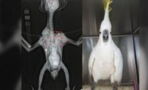 A Cockatoo Miraculously Survives After Being Shot Five Times