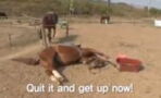 This Horse Plays Dead Every Time Someone Tries To Ride It