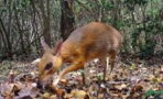 A Stunning 'Mouse-Deer' Photographed In Vietnam For The First Time In 30 Years