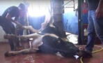 The Horrific Footage Of The Suffering Experienced By Animals Exported By The European Union