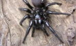 This Australian spider could kill a human in just fifteen minutes