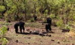 Brutal Footage Shows What Happens When Chimps Turn On Their Leader