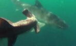 Shark vs shark: A tiger shark tries to take on a hammerhead