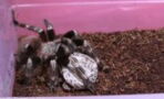 Terrifying Moment a Woman Opens a Tarantula’s Egg Sac