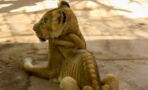 Heart-breaking Images Reveal Starving Lions In Horrifying Conditions In Zoo In Sudan