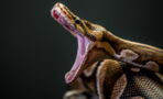A Massive Boa Constrictor Was Found In A Woman's Bathroom In England