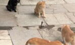 Watch As Four Cats Team Up Against a Deadly Snake on the Streets of India