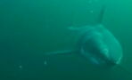 Here Is What It’s Like To Be Chased By A Great White Shark (VIDEO)