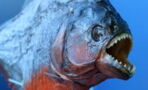 This video captured by tourists proves just how terrifying piranhas can be