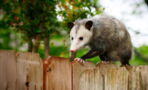 Most People Find Opossum's Revolting, But They Are Actually Surprisingly Helpful