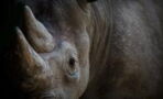 How Captivity Caused Jacob The Rhinoceros To ‘Die From Fatigue’