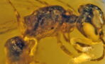A 100-Million-Year-Old Bee Was Found Trapped In Amber