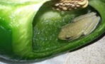 Intrigued Canadian Couple Found A Live Frog Inside A Bell Pepper