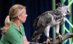 Meet one of the biggest and most powerful birds of prey in the world