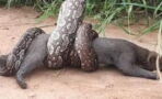 Massive Boa Caught On Film Wrapping Itself Around a Wildcat