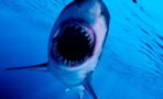 Meet the scariest sharks to swim this Earth...