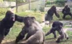 Two gorillas captured in an incredible fight at the zoo