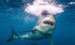 This Insane Footage Shows a Great White Shark Stealing a Fishermans Catch