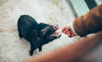 Experiment Shows Pigs Are Capable of Communicating With Humans