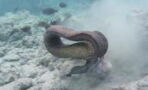Eel vs octopus: A diver captures footage of their brutal battle