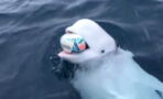 This football playing beluga whale could actually be a Russian spy