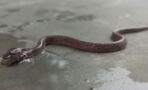 Researchers Recently Found and Took Video of a Rare Two-Headed Wolf Snake