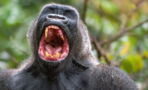 Wild Gorillas Filmed Singing Together in Animal Sanctuary