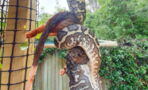 This huge carpet python devours a possum in an upside down stunt