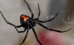 Three brothers have been bitten by a black widow in an attempt to become Spider-Man