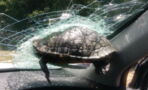 Driver left shocked as flying turtle smashes into windscreen