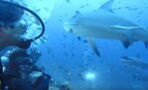 These divers were given the fright of their lives when they were approached by a group of bull sharks