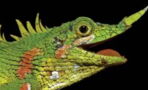 Lizard Lost to Science For 130 Years Has Finally Been Rediscovered