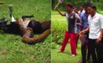 When An Enormous Python Attacked A Baby Goat, These Villagers Stepped In