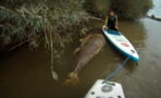 This giant tuna was discovered by kayakers on River Severn