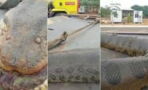 Brazilian residents were shocked to discover this 7m long anaconda