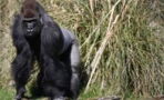 Horrified visitors witnessed this brutal fight between two gorillas