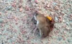 This mouse doesn't stand a chance against this 'murder' hornet