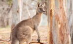 Shocking Footage Shows a Man Punching a Kangaroo In the Face