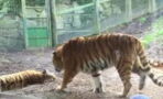 This video is proof you should never wake up a sleeping tiger