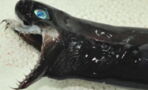 This alien-like species of shark has left Taiwanese researchers baffled
