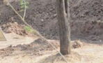 Can you spot the leopard in this picture?