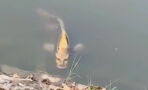 This Chinese fish with a ‘human face’ has been terrifying web users (VIDEO)