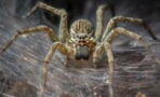 Scientists say spiders could eradicate humans from Earth within a year