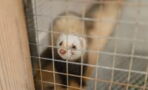 Meet Elizabeth Ann, the first clone of an endangered species of ferret