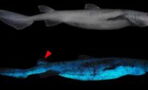 A new species of sharks that glow in the dark has just been discovered