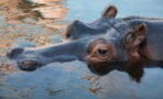 A driver was violently attacked by a hippopotamus in South Africa